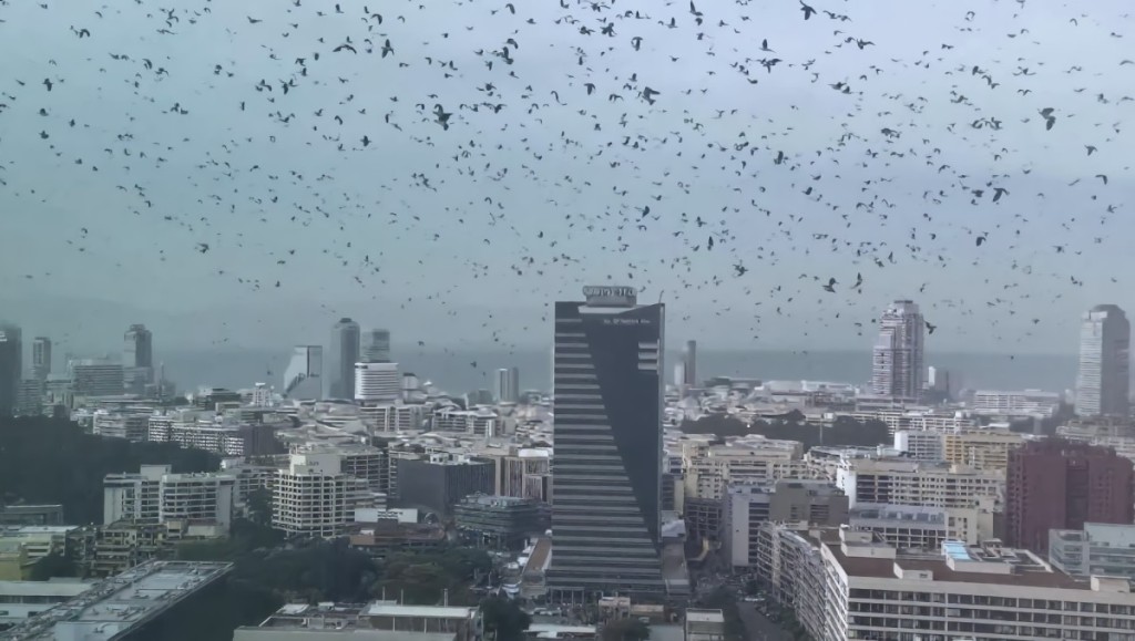 Σκηνές «Αποκάλυψης» στο Τελ Αβίβ: Χιλιάδες κοράκια «σκέπασαν» τον ουρανό!