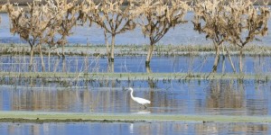 ΟΠΕΚΕΠΕ: Στέλεχος του ΠΑΣΟΚ στην Κρήτη ιδιοκτήτης ΚΥΔ που δήλωνε δημόσιες εκτάσεις στη λίμνη Κάρλα στη Θεσσαλία