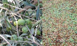 Επικοινωνία Θανάση Παπαθανάση με Λυκουρέντζο για τις ζημιές από τις πρόσφατες χαλαζοπτώσεις