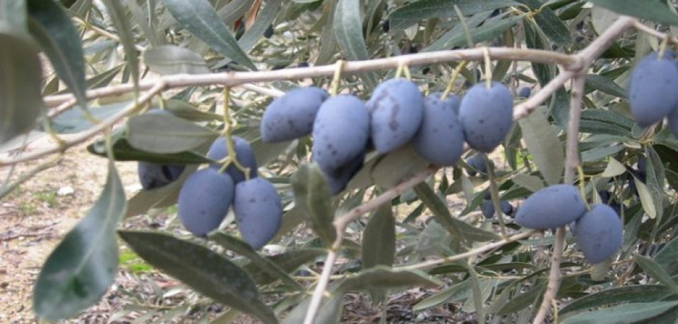 Γ. Βαρεμένος για ελιά Καλαμών: «Θα αρθεί επιτέλους η αδικία;»