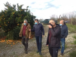 Θ. Μωραΐτης: «Σε απόγνωση οι παραγωγοί εσπεριδοειδών της Αιτωλοακαρνανίας»