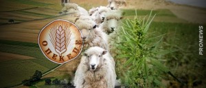 Πρωτοφανές: Δηλωμένα πρόβατα στον ΟΠΕΚΕΠΕ έφαγαν… μισό λιβάδι χασίς σε φυτεία της Θεσσαλίας!