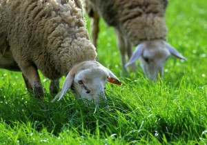 Αυτοκτονία κτηνοτρόφου στην Πιερία: «Δεν μπορούσε να συνέλθει αφότου του θανάτωσαν τα ζώα», λένε συγγενείς και φίλοι