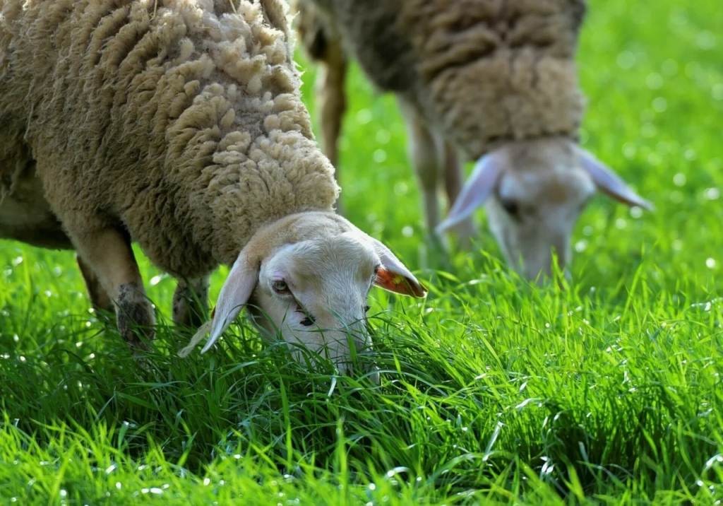 Αυτοκτονία κτηνοτρόφου στην Πιερία: «Δεν μπορούσε να συνέλθει αφότου του θανάτωσαν τα ζώα», λένε συγγενείς και φίλοι