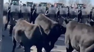 Bίντεο: Οι Γάλλοι αγρότες στέλνουν ταύρους κατά της αστυνομίας! – Η συμφωνία ΕΕ-Mercosur διαλύει τα πάντα