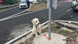 Λαμία: Τι απέγινε ο σκυλάκος από το χθεσινό θανατηφόρο τροχαίο